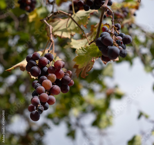 Rotten red grapes infected with botrytis on the grape vine photo