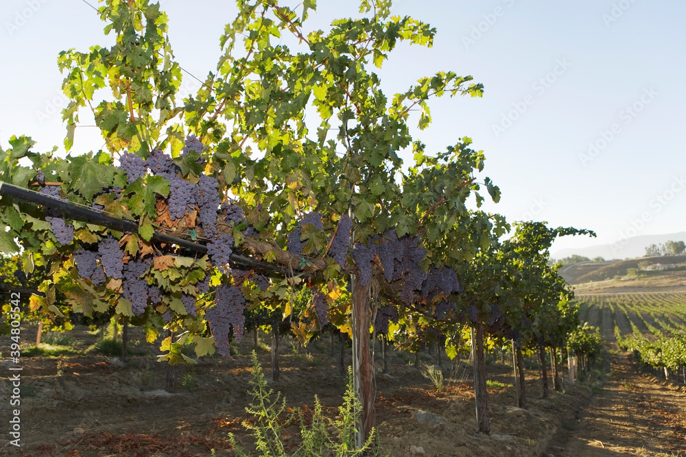 Vineyards and Wine Making