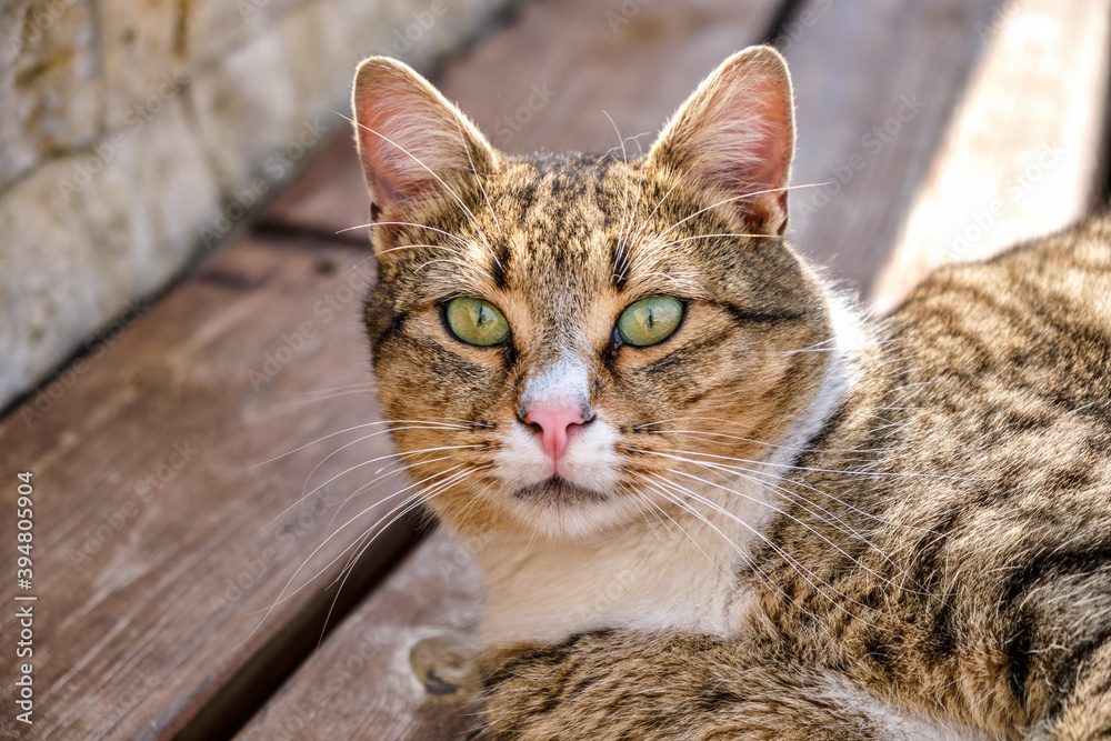 portrait of a cat portrait of a cat