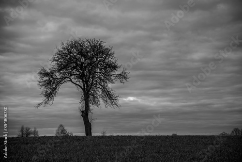 Drzewo natura czarno-biel