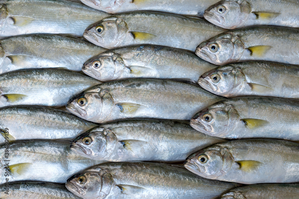 Full-screen multiple sea fish (bluefish, Pomatomus saltatrix) background, top view Full-screen multiple sea fish (bluefish, Pomatomus saltatrix) background, top view