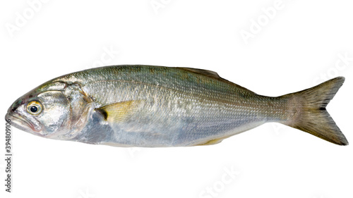 Single sea fish (bluefish, Pomatomus saltatrix) isolated on white, top view photo