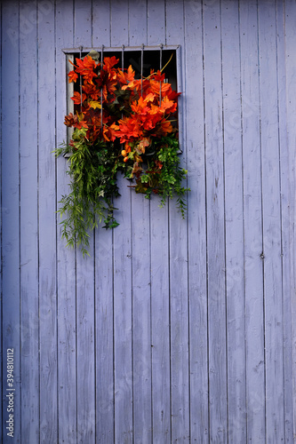 Old wooden door with fresh red flowers photo