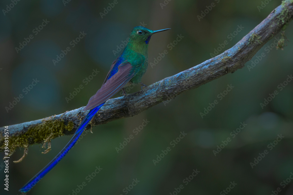 Naklejka premium Colibri