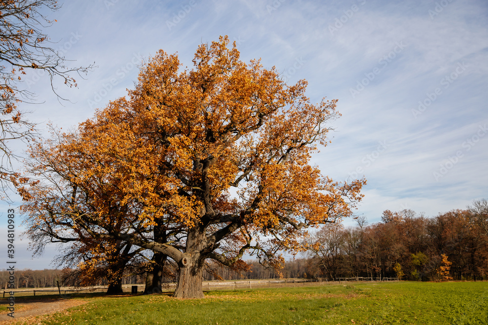 Huge old branchy tree with yellow and gold leaves in the castle park in sunny autumn day, Idyllic landscape in the garden, Veltrusy chateau, Central Bohemia, Czech republic Huge old branchy tree with yellow and gold leaves in the castle park in sunny autumn day, Idyllic landscape in the garden, Veltrusy chateau, Central Bohemia, Czech republic