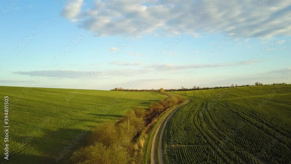 Aerial view of bright green agricultural farm field with growing rapeseed plants and cross country dirt road at sunset. Aerial view of bright green agricultural farm field with growing rapeseed plants and cross country dirt road at sunset.