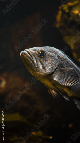 Salish Sea Black Rockfish