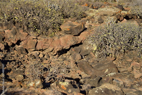 vegetation that grows in volcanic lava