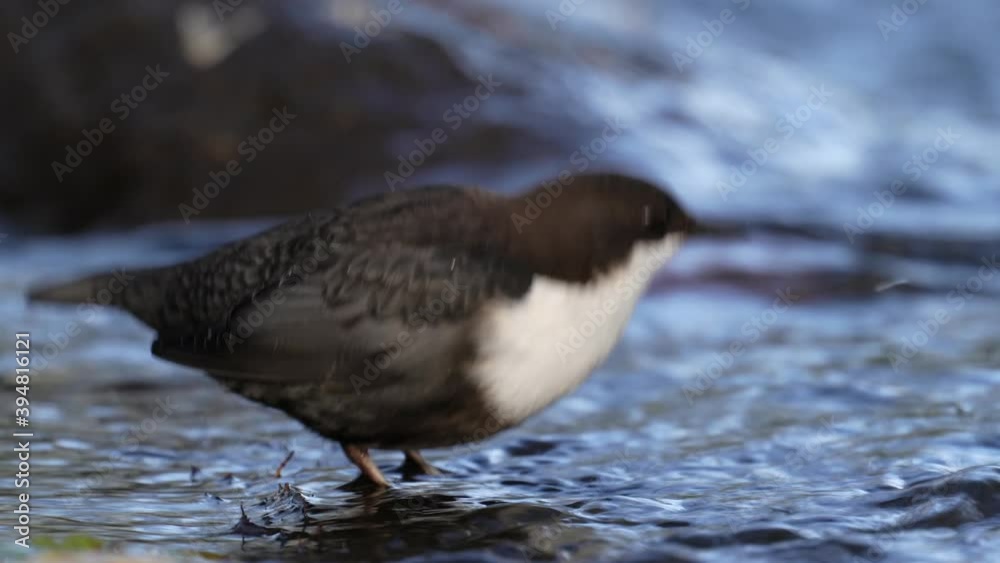 White-throated dipper (Cinclus cinclus) in its natural habitat in Denmark White-throated dipper (Cinclus cinclus) in its natural habitat in Denmark