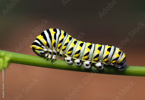 Yellow black swallowtail caterpillar.