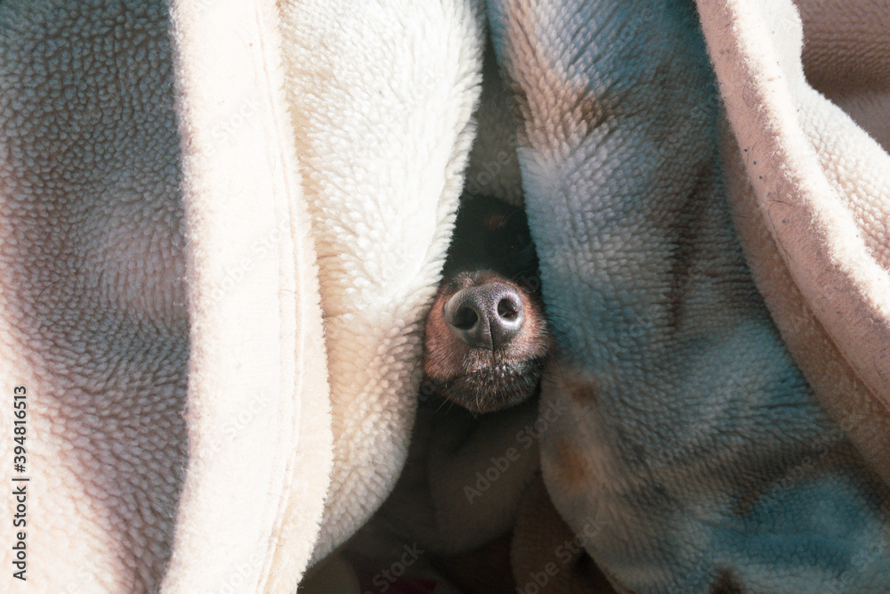 毛布から顔だけ見せる小型犬 寒い冬の朝のベッド ペットの日常 Stock Photo Adobe Stock