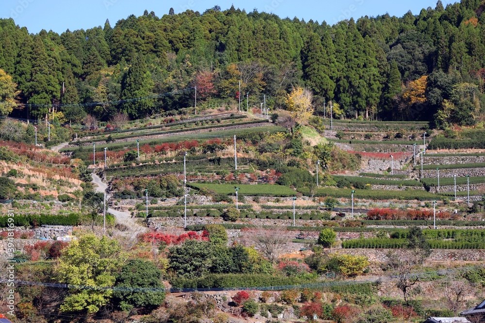 八女市 星野村の茶畑の風景 StockFoto Adobe Stock