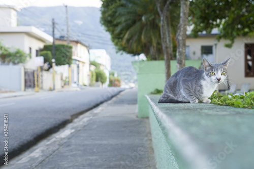 one lonely cat in deserted streets during confinement for coronavirus covid-19 in dominican republic photo