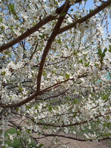 blooming tree