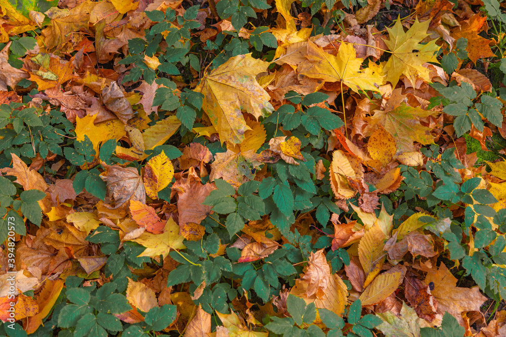 Autumn background - fallen yellow foliage contrasts with the green leaves of the bush
