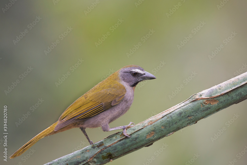 Fototapeta premium Tucan