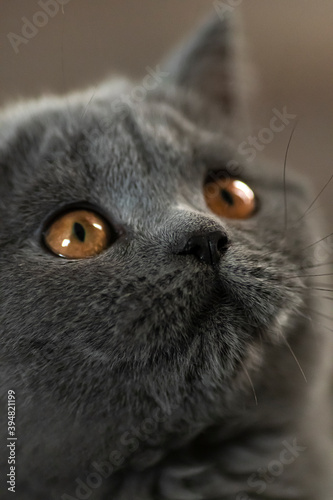 Close up on a beautiful British shorthair blue kitten with copper eyes looking up