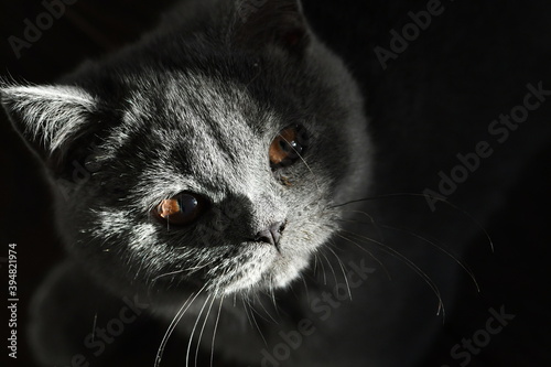 Close up on a beautiful British shorthair blue kitten with copper eyes looking up photo