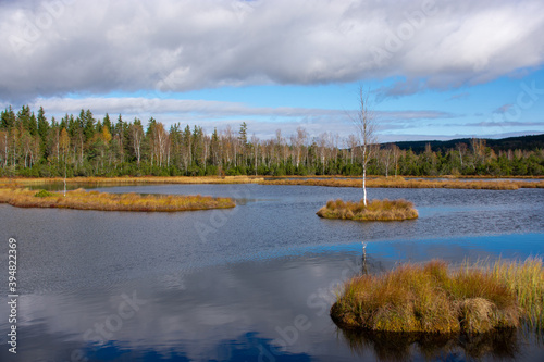 Chalupska moor at Sumava national park, Czech republic photo