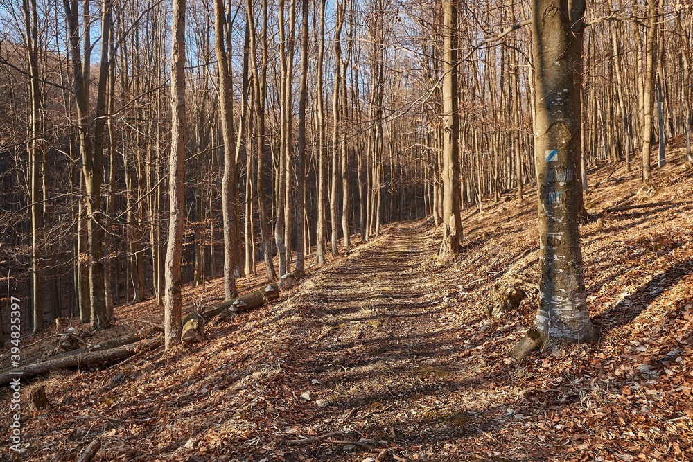 Forest trail in the mountains with fallen leaves in late autumn Forest trail in the mountains with fallen leaves in late autumn