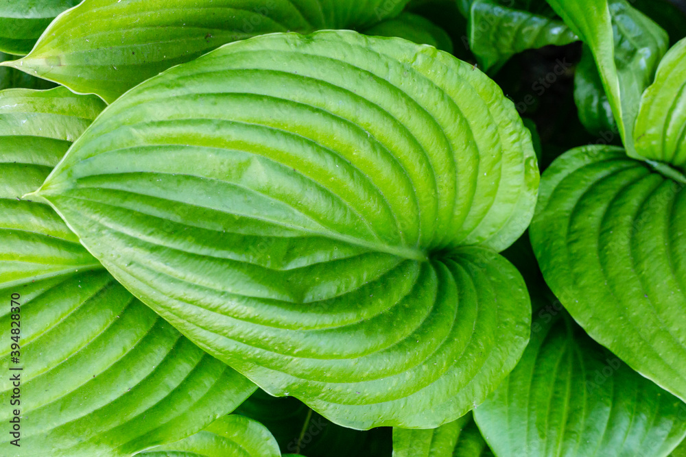 Obraz premium Hosta plant in the garden. Large green leaves hosta.Closeup green leaves background