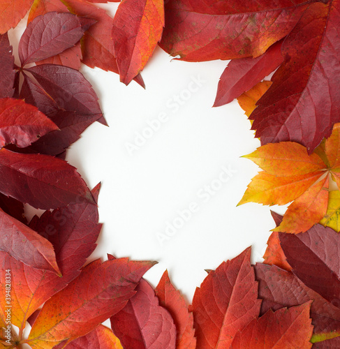 Autumn creative frame composition.Top view,above,flat lay.Bright and colorful autumn frame border of fallen leaves with white background copy space for advertisement.