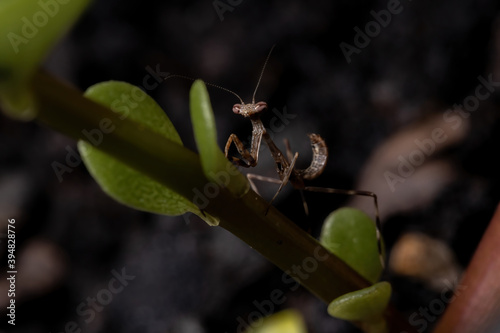 Slika na platnu Unicorn Mantis Nymph