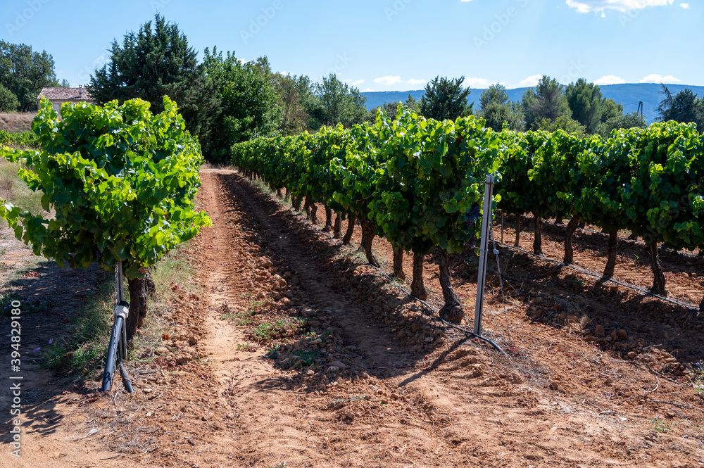 Vineyards of AOC Luberon mountains near Apt with old grapes trunks growing on red clay soil, red or rose wine grape