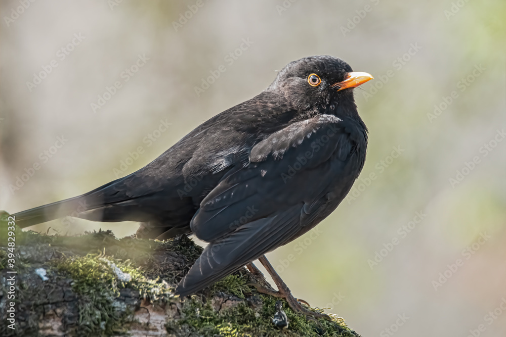 Amsel im Sonnenschein Amsel im Sonnenschein