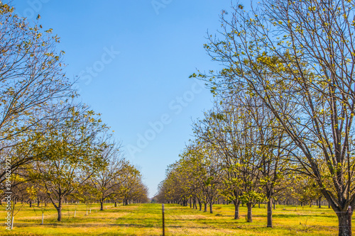 Path between young pecan trees behind a fence