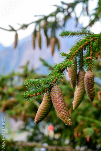 Evergreen fir tree with cones and French Alps mountains on background