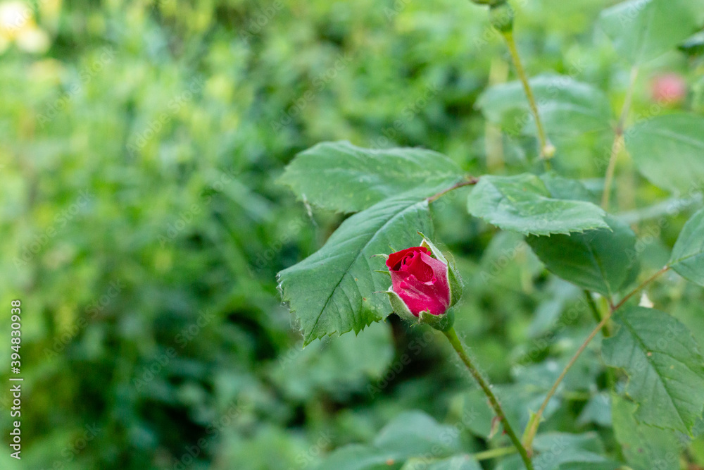 Red rose flower blooming in roses garden on background red roses flowers Red rose flower blooming in roses garden on background red roses flowers