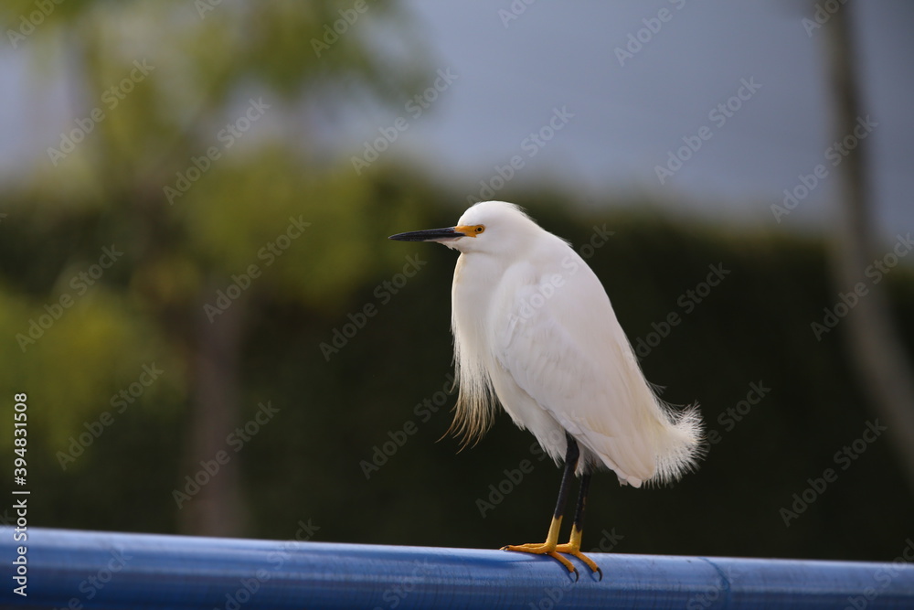 Obraz premium A Snowy Egret in a mating plumage
