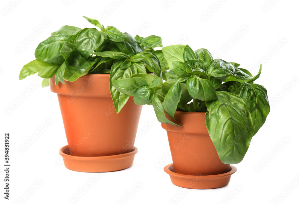 Lush green basil in pots on white background Lush green basil in pots on white background