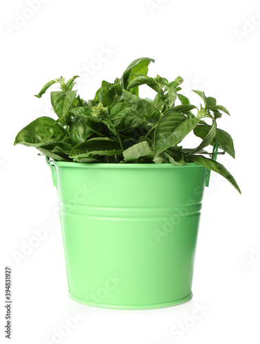 Lush green basil in bucket isolated on white