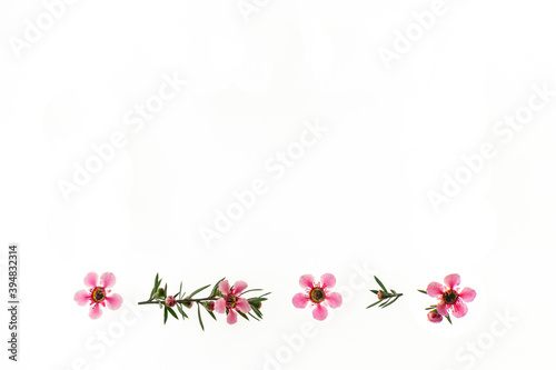 closeup of backlit pink manuka tree flowers isolated on white background with copy space above © Patrik Stedrak