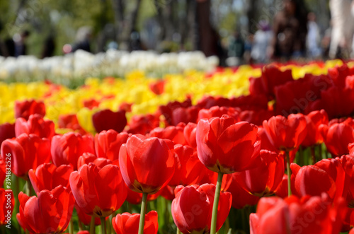 Istanbul emirgan tulip garden is colorful.  4928 x 3264 px 41 cm x 27 cm  300 dpi