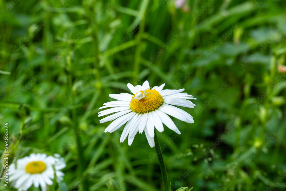 Chamomile field flowers border. Beautiful nature scene with blooming medical chamomilles in sun flare. Alternative medicine Spring Daisy. Summer flowers. Beautiful meadow. Summer background Chamomile field flowers border. Beautiful nature scene with blooming medical chamomilles in sun flare. Alternative medicine Spring Daisy. Summer flowers. Beautiful meadow. Summer background