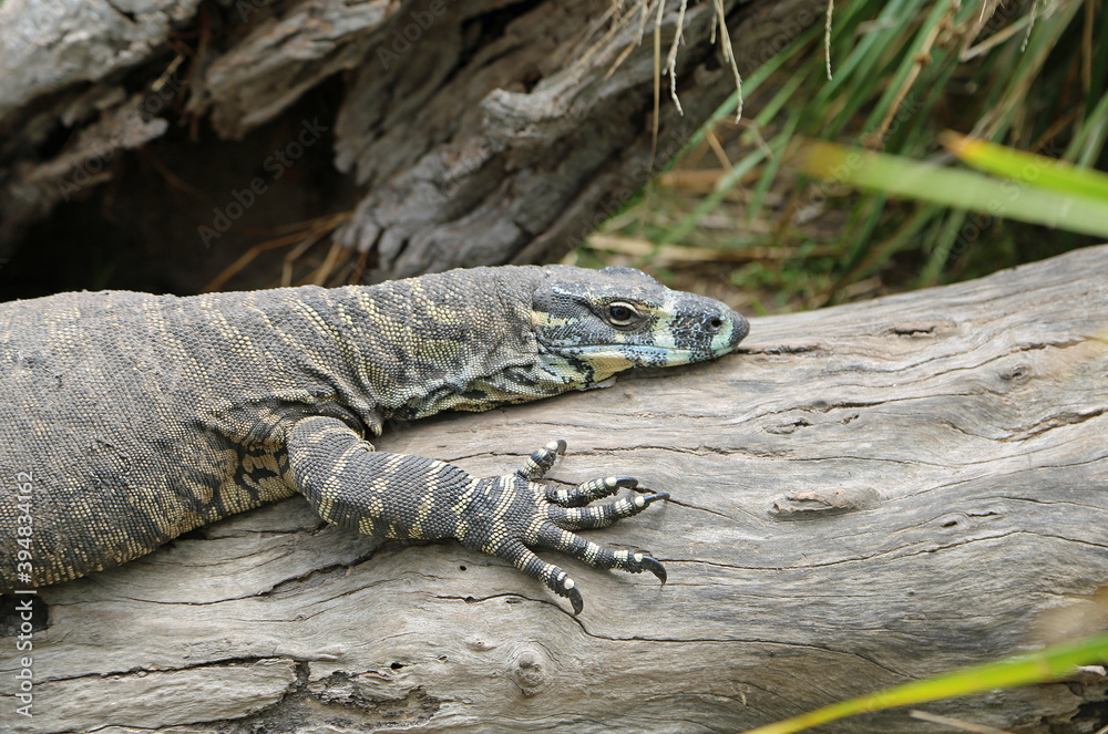 Goanna on the stem - Victoria, Australia Goanna on the stem - Victoria, Australia