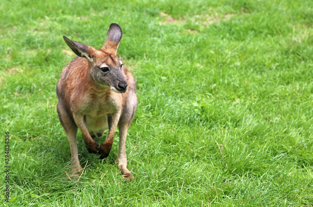 Kangaroo on green grass - Victoria, Australia Kangaroo on green grass - Victoria, Australia