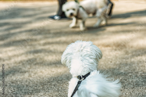 Canvas Print Two dogs on the leash are excited and estimating each other