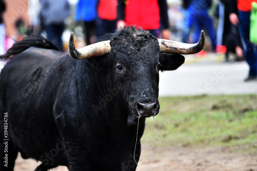 fighting bull with big horns running on spanish bullring