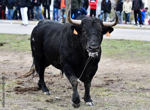 fighting bull with big horns running on spanish bullring