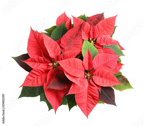 Red Poinsettia isolated on white  top view. Christmas traditional flower