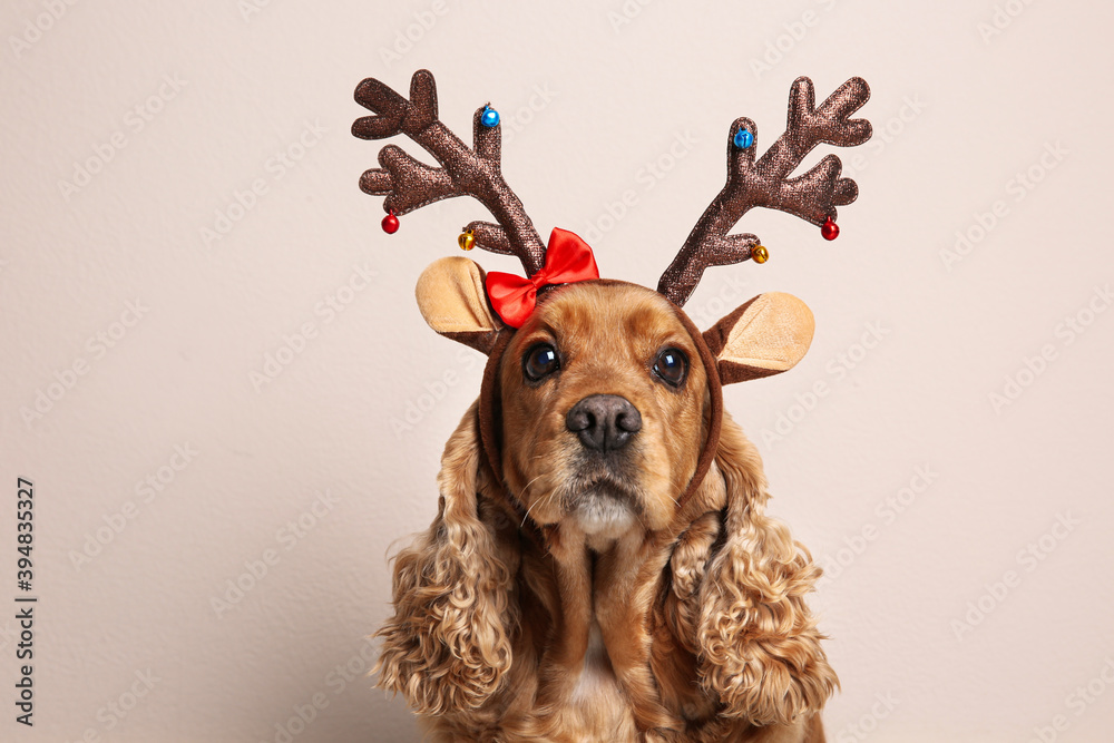 Adorable Cocker Spaniel dog in reindeer headband on light background - obrazy, fototapety, plakaty 