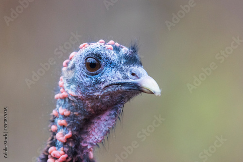 wild turkey portrait photo