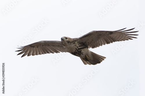 red-tailed hawk (Buteo jamaicensis) in flight