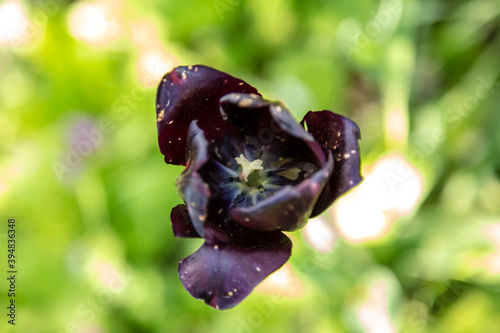 Dark purple tulips on a homogeneous blue background. Sharpness on near tulips