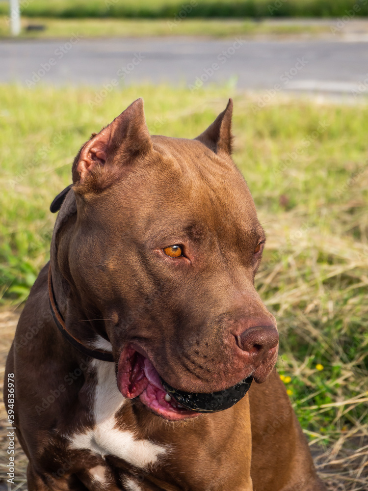 chocolate-colored pit bull on green grass background chocolate-colored pit bull on green grass background