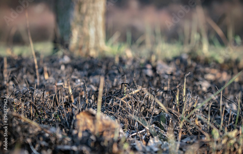 Charred grass and leaves after a forest fire. Aftermath of natural disasters, consequences of arson and stubble burning. Burned soil, close up, ground view.
